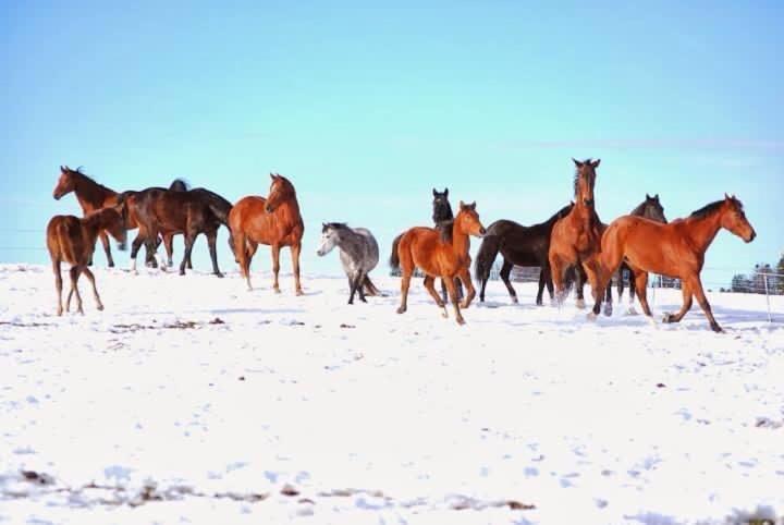 Apartmán Pony Hof Heiligenschwendi Exteriér fotografie